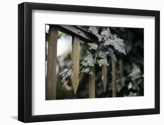 Iron fence with ivy-Nadja Jacke-Framed Photographic Print