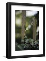 Iron fence with ivy-Nadja Jacke-Framed Photographic Print