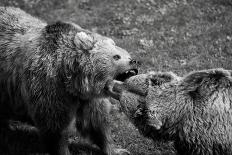 Grizzly Bear Fight-irontrybex-Framed Photographic Print