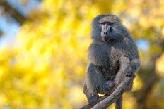 Portrait Fo African Baboon Monkey-irontrybex-Laminated Photographic Print