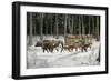 Iroquois Man Transporting Cut Timber by Ox-Drawn Sledge, 1890s-null-Framed Giclee Print