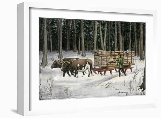 Iroquois Man Transporting Cut Timber by Ox-Drawn Sledge, 1890s-null-Framed Giclee Print