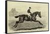 Iroquois, the Winner of the Derby of 1881, and His Jockey, Fred Archer-null-Framed Stretched Canvas