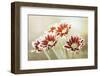 irresistible red-Gilbert Claes-Framed Photographic Print