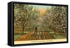 Irrigated Orchard in Bloom, Washington-null-Framed Stretched Canvas