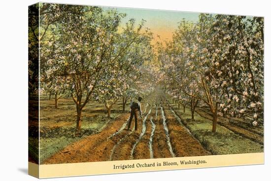 Irrigated Orchard in Bloom, Washington-null-Stretched Canvas