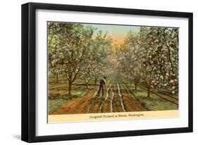 Irrigated Orchard in Bloom, Washington-null-Framed Art Print