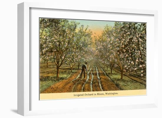 Irrigated Orchard in Bloom, Washington-null-Framed Art Print