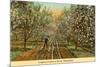 Irrigated Orchard in Bloom, Washington-null-Mounted Premium Giclee Print