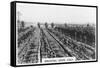 Irrigating Grape Vines, Australia, 1928-null-Framed Stretched Canvas