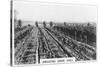 Irrigating Grape Vines, Australia, 1928-null-Stretched Canvas