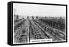 Irrigating Grape Vines, Australia, 1928-null-Framed Stretched Canvas