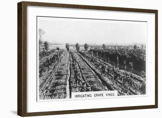 Irrigating Grape Vines, Australia, 1928-null-Framed Giclee Print