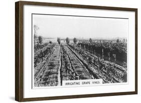 Irrigating Grape Vines, Australia, 1928-null-Framed Giclee Print