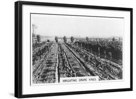 Irrigating Grape Vines, Australia, 1928-null-Framed Giclee Print