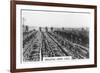 Irrigating Grape Vines, Australia, 1928-null-Framed Giclee Print