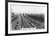 Irrigating Grape Vines, Australia, 1928-null-Framed Giclee Print