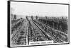 Irrigating Grape Vines, Australia, 1928-null-Framed Stretched Canvas