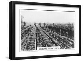 Irrigating Grape Vines, Australia, 1928-null-Framed Giclee Print