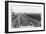 Irrigating Grape Vines, Australia, 1928-null-Framed Giclee Print