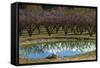 Irrigation Dam and Orchard in Blossom, Alexandra, Central Otago, South Island, New Zealand-David Wall-Framed Stretched Canvas