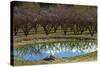 Irrigation Dam and Orchard in Blossom, Alexandra, Central Otago, South Island, New Zealand-David Wall-Stretched Canvas