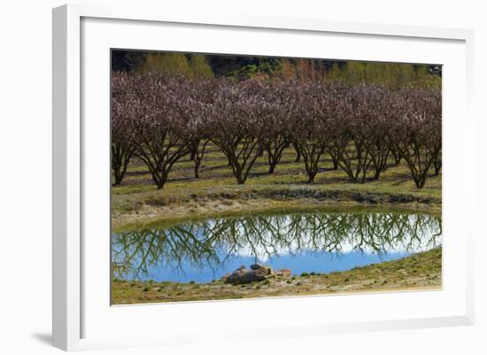 Irrigation Dam and Orchard in Blossom, Alexandra, Central Otago, South Island, New Zealand-David Wall-Framed Photographic Print