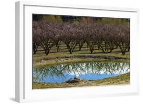 Irrigation Dam and Orchard in Blossom, Alexandra, Central Otago, South Island, New Zealand-David Wall-Framed Photographic Print