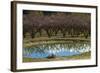 Irrigation Dam and Orchard in Blossom, Alexandra, Central Otago, South Island, New Zealand-David Wall-Framed Photographic Print