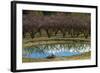 Irrigation Dam and Orchard in Blossom, Alexandra, Central Otago, South Island, New Zealand-David Wall-Framed Photographic Print