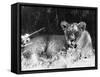 Irritable Lioness-null-Framed Stretched Canvas