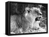 Irritable Lioness-null-Framed Stretched Canvas