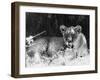 Irritable Lioness-null-Framed Photographic Print