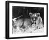 Irritable Lioness-null-Framed Photographic Print