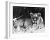 Irritable Lioness-null-Framed Photographic Print