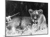 Irritable Lioness-null-Mounted Photographic Print