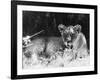 Irritable Lioness-null-Framed Photographic Print