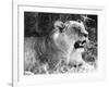 Irritable Lioness-null-Framed Photographic Print