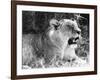 Irritable Lioness-null-Framed Photographic Print