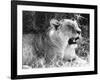 Irritable Lioness-null-Framed Photographic Print