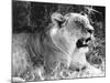 Irritable Lioness-null-Mounted Photographic Print