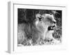 Irritable Lioness-null-Framed Photographic Print