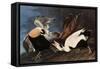 Irritated Common Eider-John James Audubon-Framed Stretched Canvas