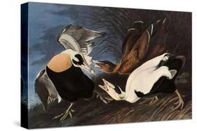 Irritated Common Eider-John James Audubon-Stretched Canvas