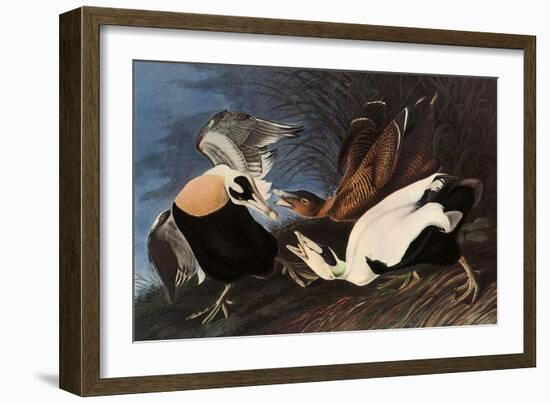 Irritated Common Eider-John James Audubon-Framed Giclee Print