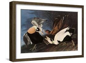 Irritated Common Eider-John James Audubon-Framed Giclee Print