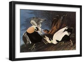 Irritated Common Eider-John James Audubon-Framed Giclee Print