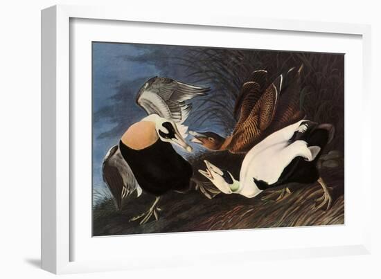 Irritated Common Eider-John James Audubon-Framed Giclee Print