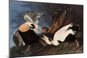 Irritated Common Eider-John James Audubon-Mounted Giclee Print