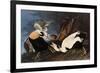 Irritated Common Eider-John James Audubon-Framed Giclee Print